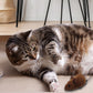 💥Koop 1 krijg 1 gratis💥Muisspeeltje voor honden en katten