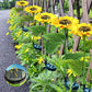 ⏳Tijdelijke aanbieding⏰Zonnebloem Solar Tuinpaal Led-verlichting🌻