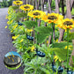 🌻  NU 50% KORTING! 🌞 Zonnebloem tuinlamp op zonne-energie – LED-verlichting & realistisch ontwerp ✨